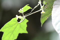 Bryonopsis laciniosa